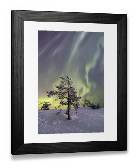 Framed Print : Aurora Borealis on the frozen tree Lapland Finland Framed Print : Aurora Borealis on the frozen tree Lapland Finland