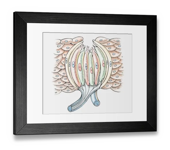Framed Print : Illustration of human taste bud, cross section