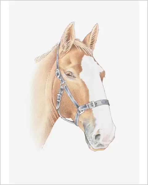 Illustration of a horses head