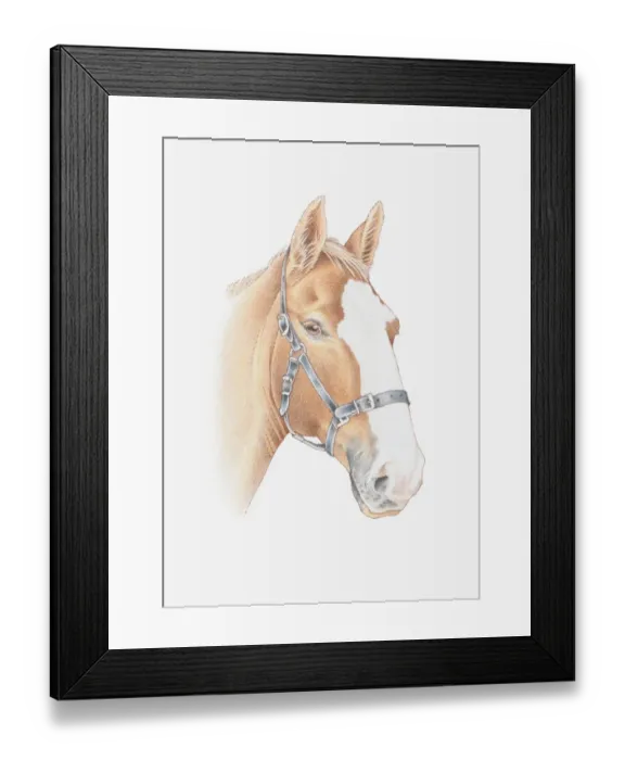Framed Print : Illustration of a horses head Framed Print : Illustration of a horses head