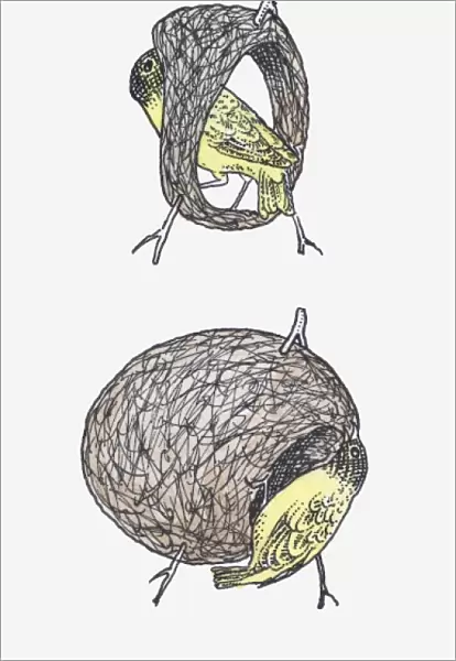 Sequence of illustrations showing Black-headed Weaver (Ploceus melanocephalus) making nest