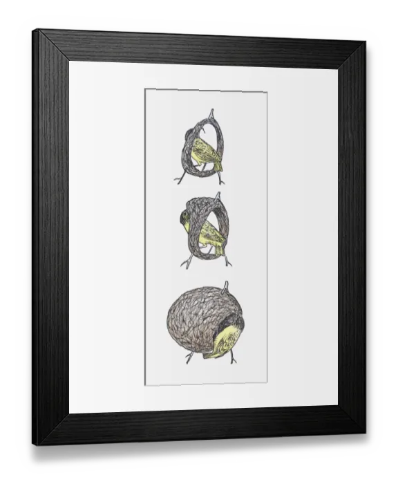 Framed Print : Sequence of illustrations showing Black-headed Weaver (Ploceus melanocephalus) making nest Framed Print : Sequence of illustrations showing Black-headed Weaver (Ploceus melanocephalus) making nest