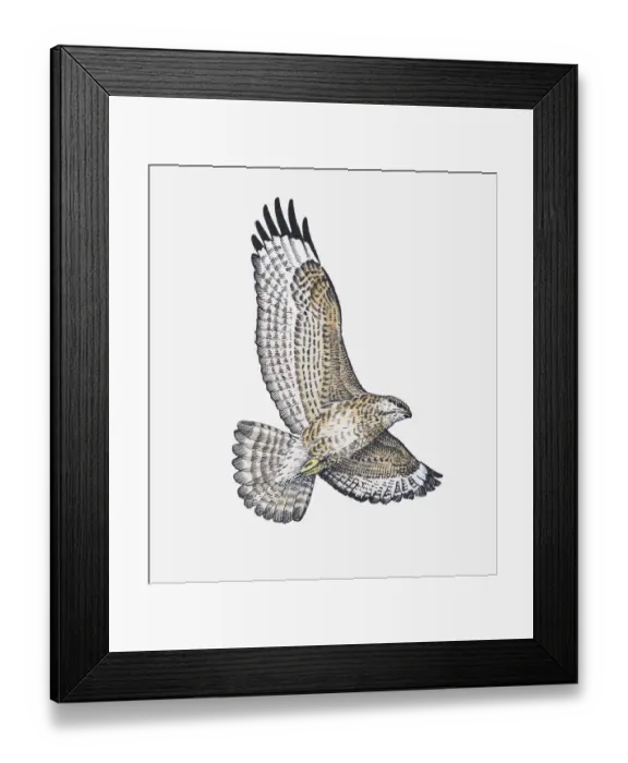 Framed Print : Illustration of Common Buzzard (Buteo buteo) soaring