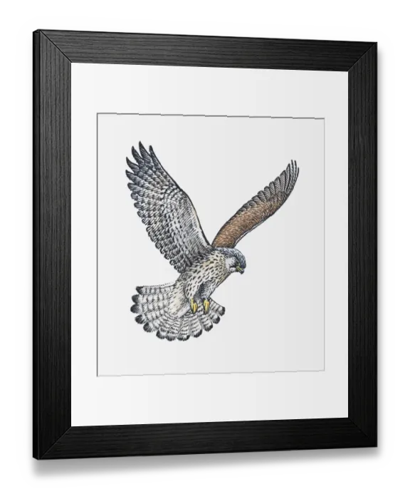 Framed Print : Illustration of Common Buzzard (Buteo buteo) preparing to land with legs extended Framed Print : Illustration of Common Buzzard (Buteo buteo) preparing to land with legs extended