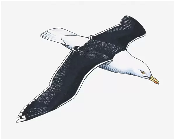 Illustration of Western Gull (Larus occidentalis) in flight