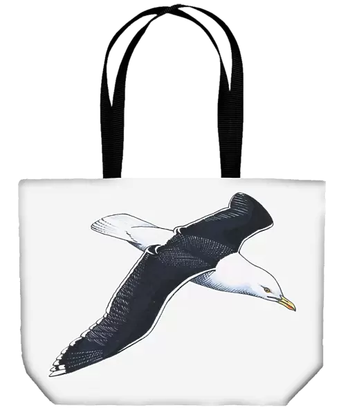 Illustration of Western Gull (Larus occidentalis) in flight