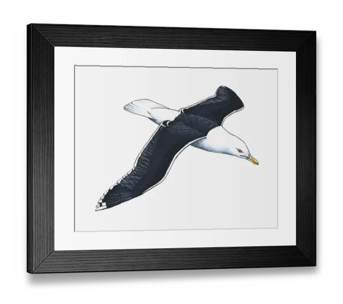 Framed Print : Illustration of Western Gull (Larus occidentalis) in flight Framed Print : Illustration of Western Gull (Larus occidentalis) in flight