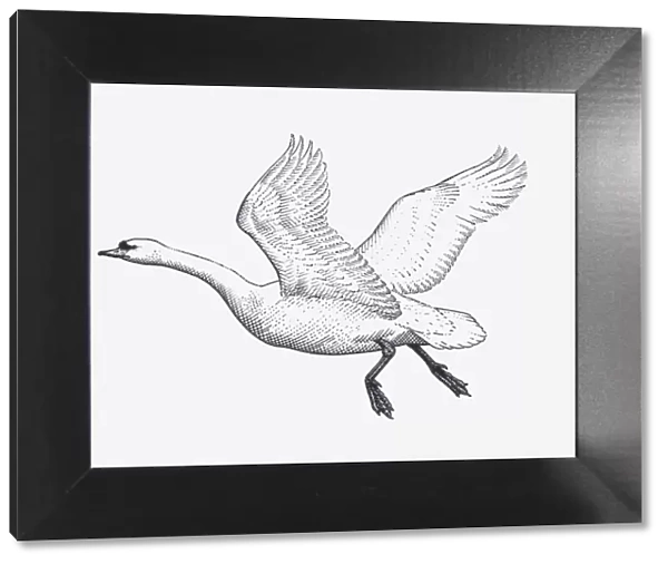 Black and white illustration of Mute Swan (Cygnus olor) in flight