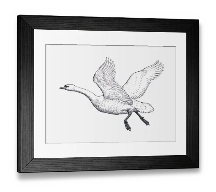 Framed Print : Black and white illustration of Mute Swan (Cygnus olor) in flight Framed Print : Black and white illustration of Mute Swan (Cygnus olor) in flight