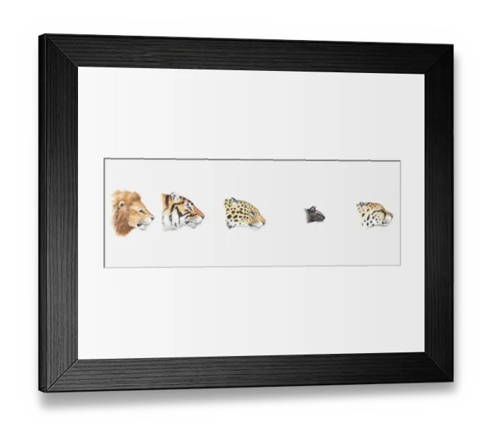 Framed Print : Illustration of heads of wild and domestic cats seen in profile demonstrating evolutionary lineage Framed Print : Illustration of heads of wild and domestic cats seen in profile demonstrating evolutionary lineage