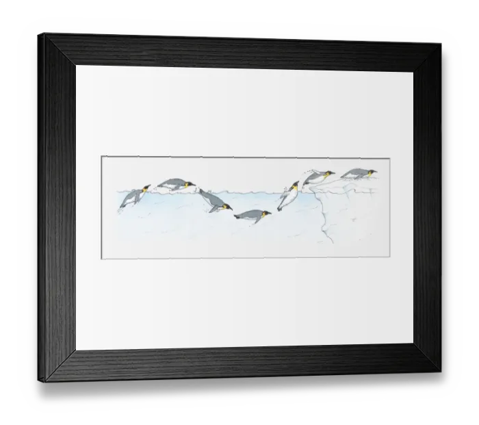 Framed Print : Illustration of King Penguin Aptenodytes patagonica diving and swimming and diving on to ice in Antarctic