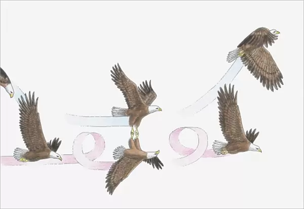 Illustration of Bald Eagles mating in flight