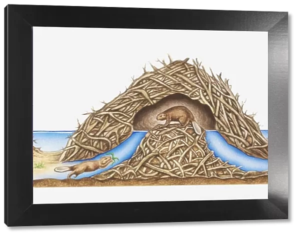 Cross-section illustration of a beaver lodge