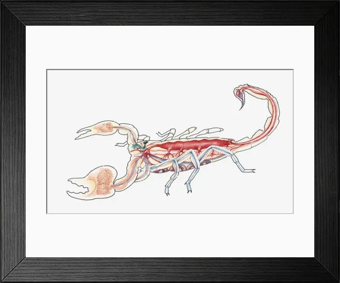 Framed Print : Cross-section illustration of a scorpion Framed Print : Cross-section illustration of a scorpion