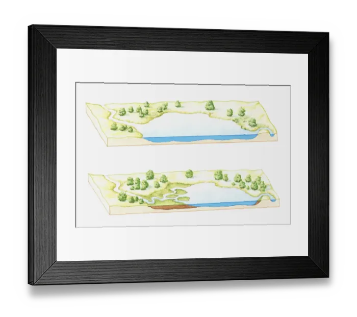 Framed Print : Illustration of a lake being filled with sediment deposited by rivers, eventually forming a marsh, bog or swamp (image sequence)
