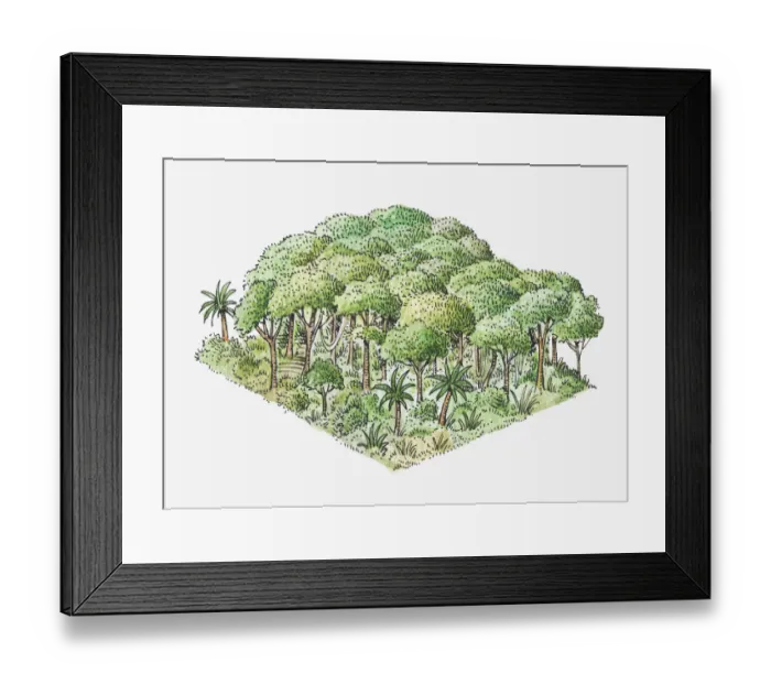 Framed Print : Illustration of tropical rainforest Framed Print : Illustration of tropical rainforest