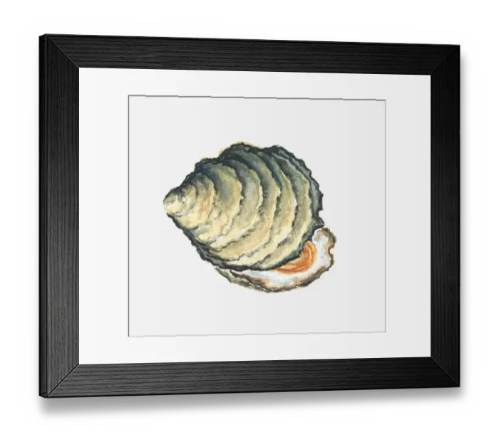 Framed Print : Illustration of an oyster shell Framed Print : Illustration of an oyster shell