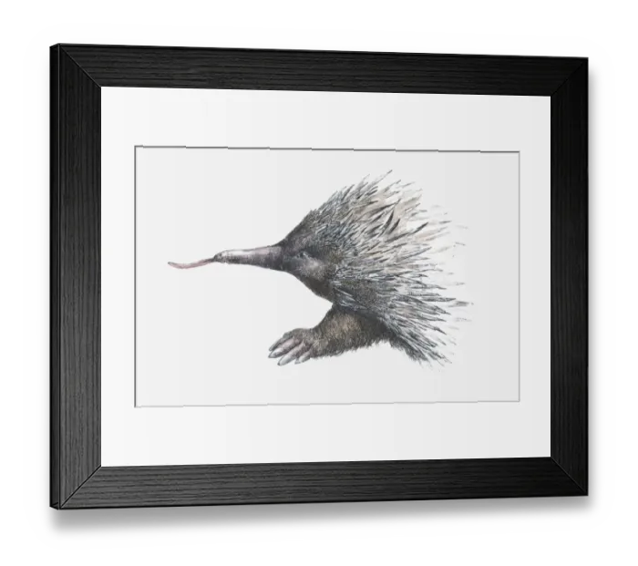 Framed Print : Illustration of Echidna (or Spiny Anteater)