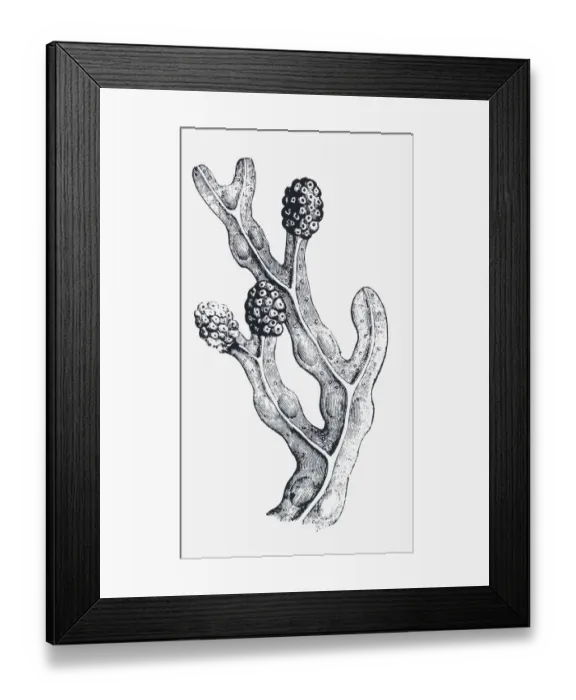 Framed Print : Black and white illustration of a mature Fucus vesiculosus (Bladderwrack) with swollen tips, containing reproductive organs Framed Print : Black and white illustration of a mature Fucus vesiculosus (Bladderwrack) with swollen tips, containing reproductive organs