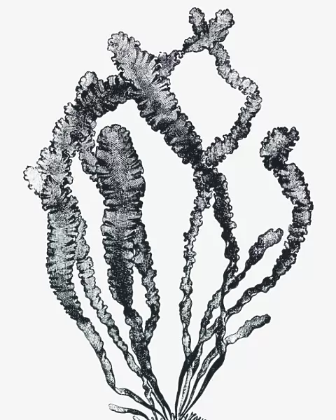 Black and white illustration of Ulva sp. (Sea lettuce)