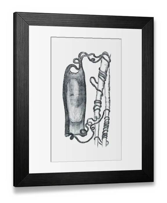 Framed Print : Black and white illustration of dog fish egg case tied to weed by tendrils Framed Print : Black and white illustration of dog fish egg case tied to weed by tendrils