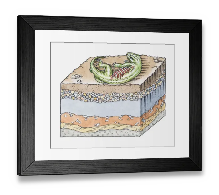 Framed Print : Illustration of formation of a fossil