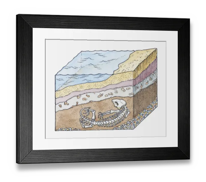Framed Print : Illustration of formation of a fossil