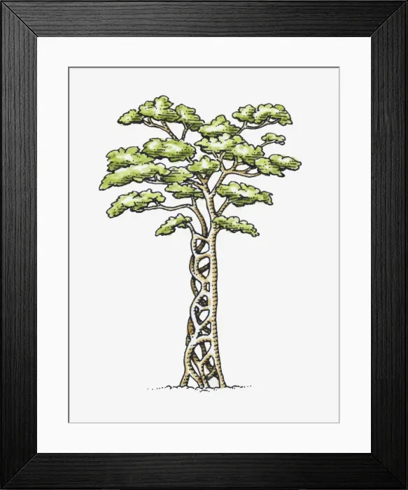 Framed Print : Illustration of Ficus sp. (Strangler fig) wrapped around a host tree