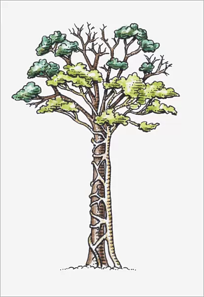 Illustration of Ficus sp. (Strangler fig) attached to a host tree, branches forming a mesh around the trunk of the host