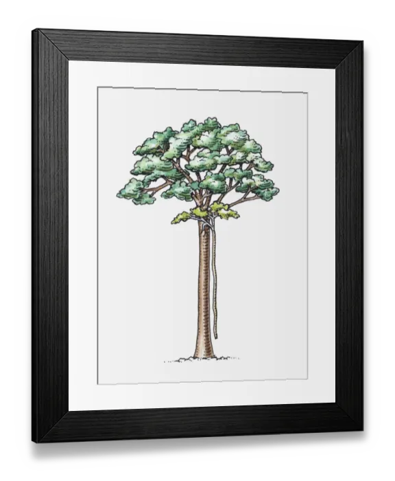 Framed Print : Illustration of Ficus sp. (Strangler fig) attached to a host tree, sending aerial roots to the ground Framed Print : Illustration of Ficus sp. (Strangler fig) attached to a host tree, sending aerial roots to the ground