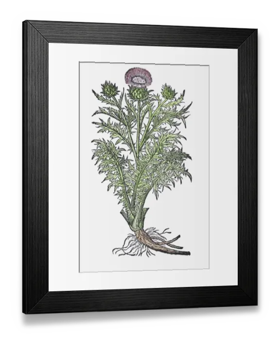 Framed Print : Illustration of a Spear thistle (Cirsium vulgare), flower, leaves, and roots