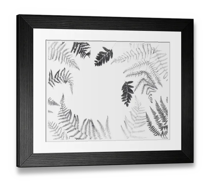 Framed Print : Black and white illustration of various dried leaves including ferns Framed Print : Black and white illustration of various dried leaves including ferns