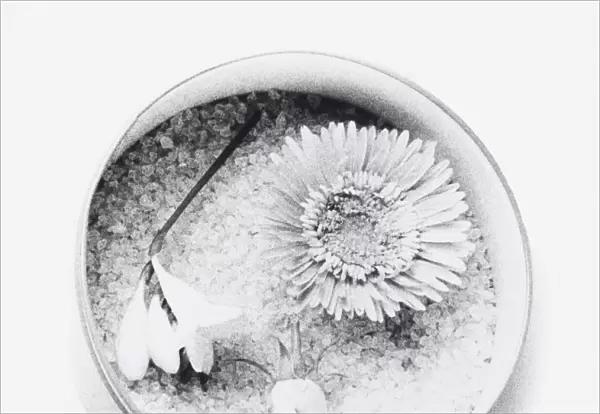 Black and white illustration of flowers dried using silica gel (drying flowers using desiccant)