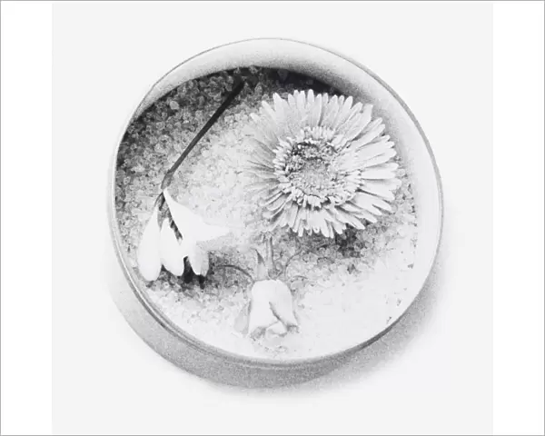 Black and white illustration of flowers dried using silica gel (drying flowers using desiccant)