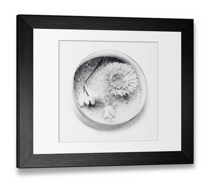 Framed Print : Black and white illustration of flowers dried using silica gel (drying flowers using desiccant) Framed Print : Black and white illustration of flowers dried using silica gel (drying flowers using desiccant)