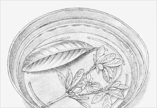 Black and white illustration of leaves being preserved in a dish containing a mixture of glycerine and water