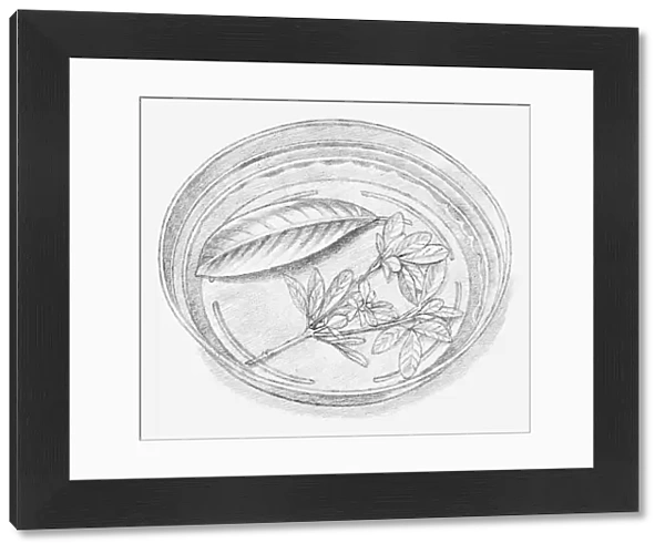 Black and white illustration of leaves being preserved in a dish containing a mixture of glycerine and water