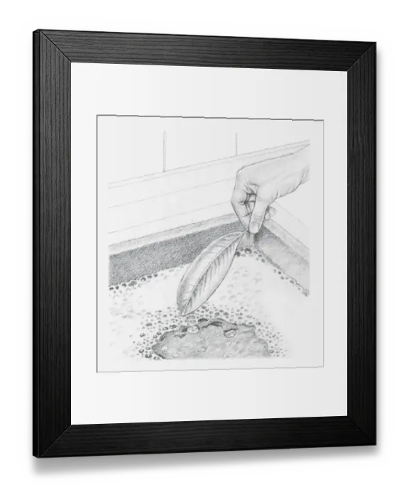 Framed Print : Black and white illustration of a leaf preserved in glycerine being dipped into a bowl of water containing a mild detergent Framed Print : Black and white illustration of a leaf preserved in glycerine being dipped into a bowl of water containing a mild detergent