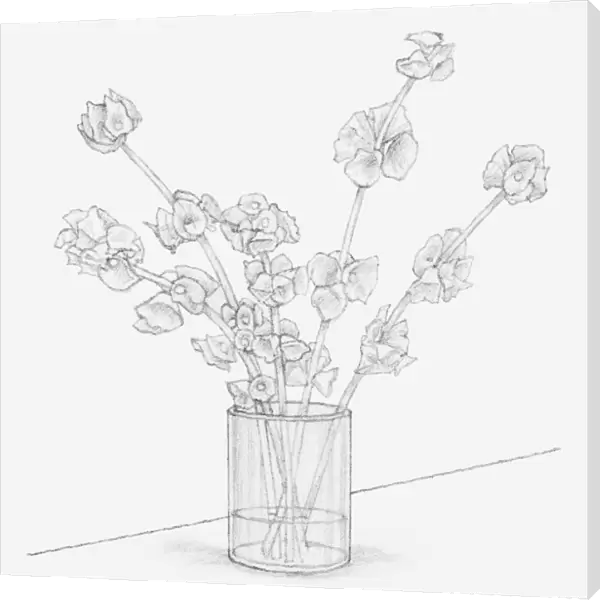 Black and white illustration of Moluccella stems in a vase containing glycerine and water mixture, after 10 days (preserving flowers)