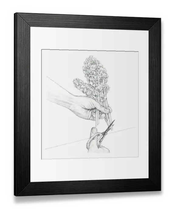 Framed Print : Black and white illustration of hand cutting the ends of Moluccella stems at a sharp upward angle (preserving flowers) Framed Print : Black and white illustration of hand cutting the ends of Moluccella stems at a sharp upward angle (preserving flowers)