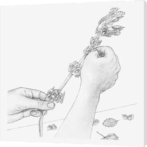 Black and white illustration of hands removing leaves and bracts from Moluccella stem (preserving flowers)