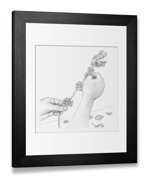 Framed Print : Black and white illustration of hands removing leaves and bracts from Moluccella stem (preserving flowers) Framed Print : Black and white illustration of hands removing leaves and bracts from Moluccella stem (preserving flowers)