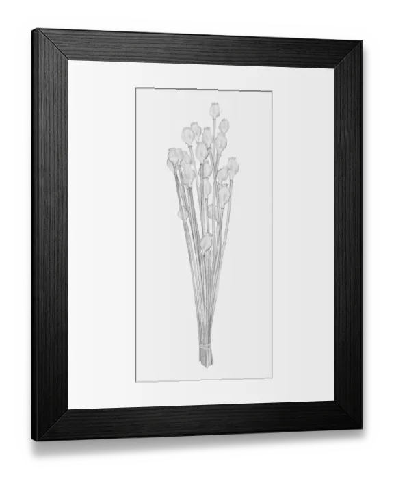 Framed Print : Black and white illustration of dried seed heads of Papaver sp. (Poppy) Framed Print : Black and white illustration of dried seed heads of Papaver sp. (Poppy)