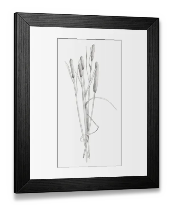 Framed Print : Black and white illustration of dried stems of Typha sp. (Bulrush) Framed Print : Black and white illustration of dried stems of Typha sp. (Bulrush)