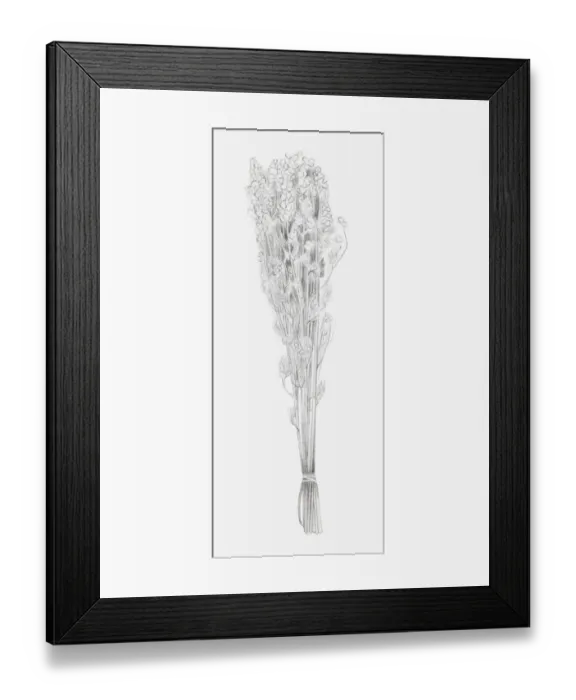 Framed Print : Black and white illustration of a bunch of dried flowers Framed Print : Black and white illustration of a bunch of dried flowers