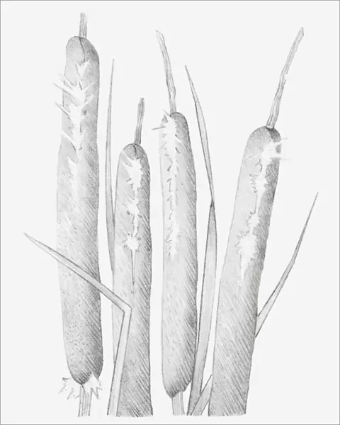 Black and white illustration of dried bulrush heads that have split