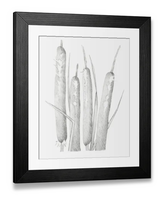 Framed Print : Black and white illustration of dried bulrush heads that have split Framed Print : Black and white illustration of dried bulrush heads that have split