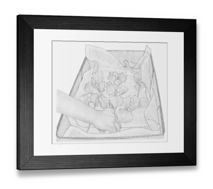 Framed Print : Black and white illustration of dried leaves being placed in box, on a layer of newspaper (storing dried plants) Framed Print : Black and white illustration of dried leaves being placed in box, on a layer of newspaper (storing dried plants)