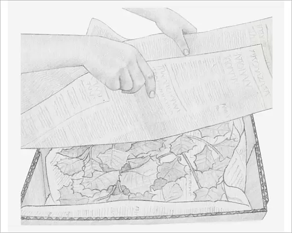 Black and white illustration of dried leaves in box, being covered with newspaper (storing dried plants)