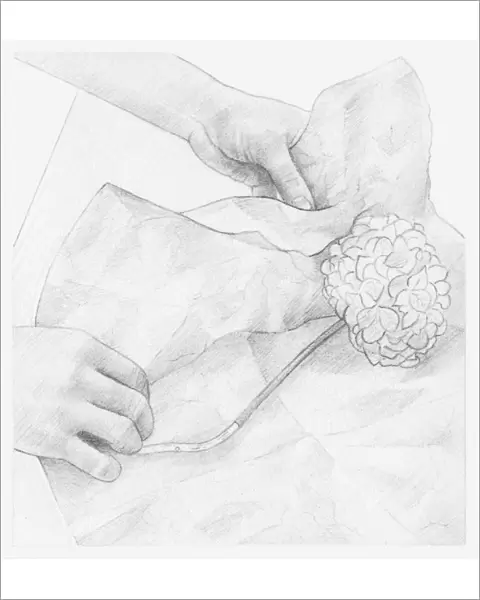 Black and white illustration of hands wrapping dried hydrangea flower in tissue paper (storing dried flowers)